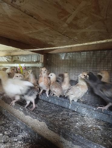 А/ч жаныбарлары үчүн тоюттар: Продаются цыплята возраст один месяц. разные породы для разведения — 2