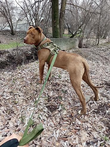 лацка: Продаю в добрые руки — 6