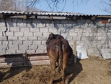 Коровы, быки: Продаю | Корова (самка) — 1