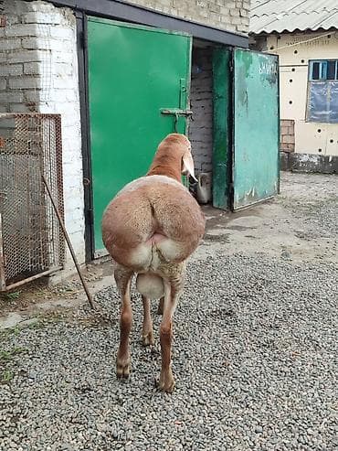 Үй жаныбарлары: Сатам | Кочкор (эркек) | Көбөйтүү үчүн | Асыл тукумдуу — 4