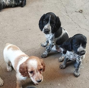 хаске цена: Щенки породы спаниель - Окрас: черно-пегий (два щенка) и рыже-белый — 1