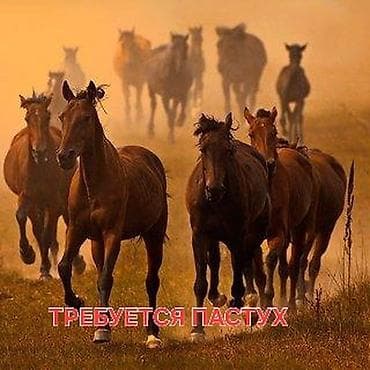 Административный персонал: Вакансия: табунщик / пастух (жылкычы) Описание работы: - Пастьба и — 2