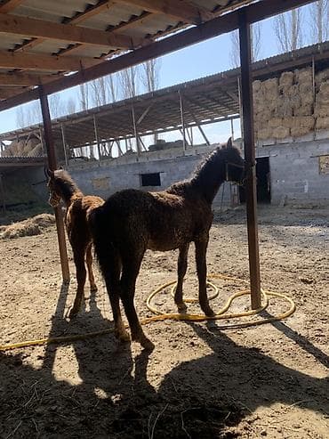 обувь мюли: Продаю | Жеребенок | Полукровка | Для разведения | Племенные — 2