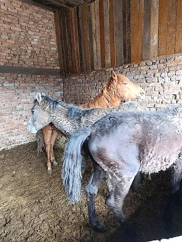 животные котята: Продаю | Жеребец | Рабочий — 2