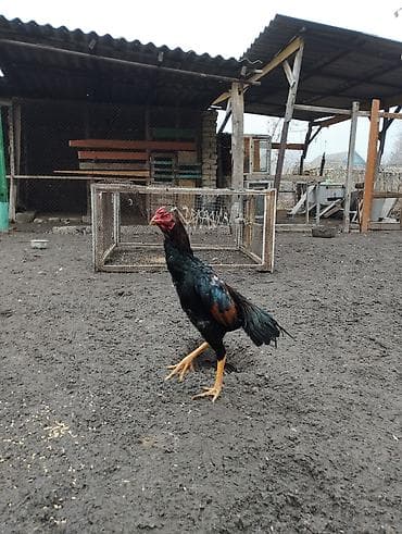 дом кошка: Продаю | Петух | Бойцовая | Для разведения — 1