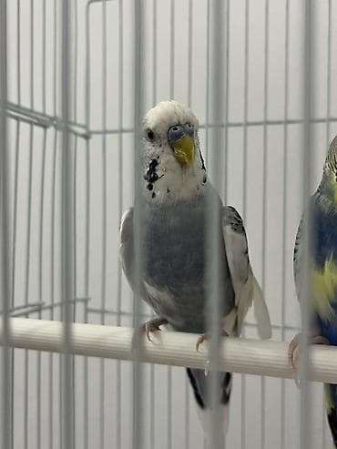 одежда для волнистых попугаев: Очень Срочно 🚨продаю Волнистые попугаи (пара)с клеткой поилка кормушка — 3