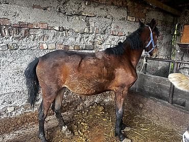 куплю конь: Продаю | Кобыла (самка), Жеребенок | Для разведения — 2
