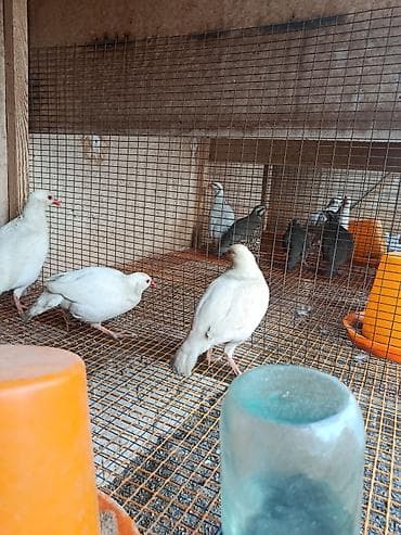 фазан бишкек: Кеклик — 2