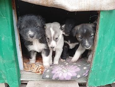 ОшЩенки метисы, помёт разного окраса: черно-белые, серо-белые и