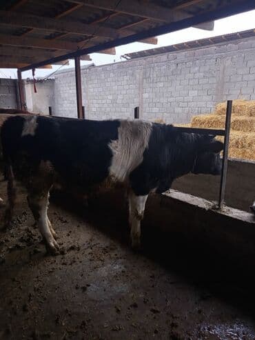 дойный апарат для коров: Продаю | Бык (самец) | На откорм | Племенные — 2