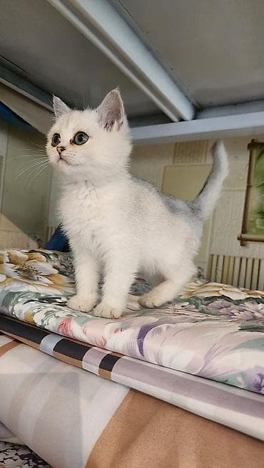 скоттиш страйт шиншилла: Британские шиншилла-поинт (серебристые) котята - Окрас: белый с — 1