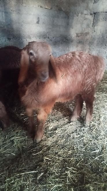 парода уйлар: Продаю | Ягненок | Арашан | Для разведения | Осеменитель — 4