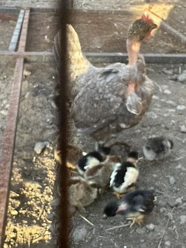 зоомагазин бишкек орто сай: Сатам | Балапандар | Үй | Көбөйтүү үчүн — 3