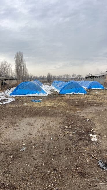 набор инструметов: Капуста Белокачанная — 3