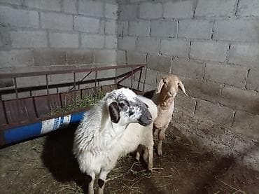 Продаю | Овца (самка) | Для разведения at lalafo.kg Продаю | Овца (самка) | Для разведения