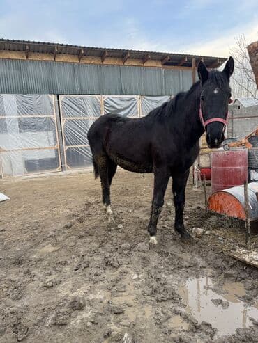 тайган собаки: Сатам | Тай | Дончак | Көбөйтүү үчүн, Ат спорту | Асыл тукумдуу — 5