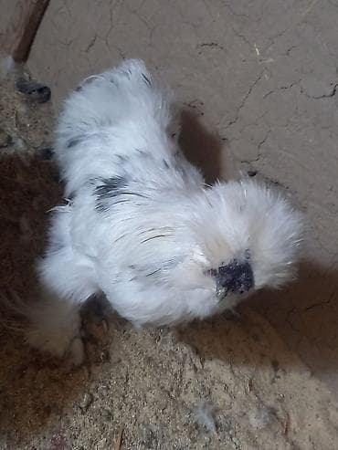 canada goose: Продаю | Куры — 5