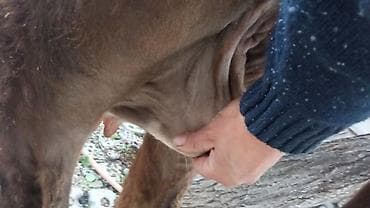 кошка домашный: Продаю | Корова (самка) | Для молока — 2