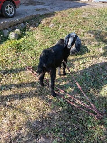 купить собаку доберман в бишкеке: Продаю | Коза (самка) | Для разведения | Котные — 3