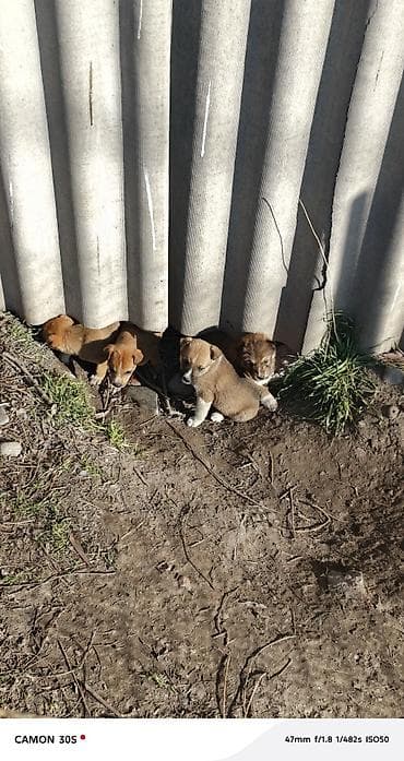 чёрный овчарка: Отдам щенков Особенности: - шерсть плотная, короткая, легко — 5