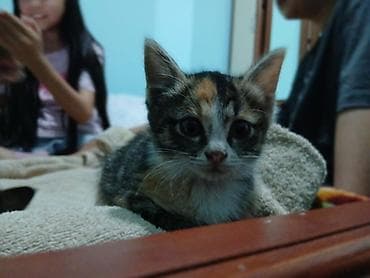 Бесплатно Котята – домашние малыши, короткошёрстные, с ярким окраcом