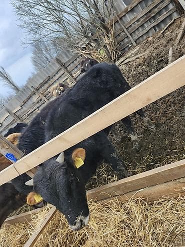 корова швиц алатоо: Продаю | Бык (самец) | Полукровка | На откорм, На забой, Для разведения — 1