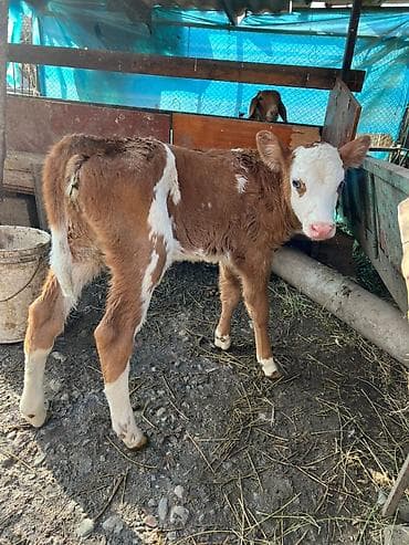 бычок лимузин: Продаю | Тёлка | На откорм | Племенные — 5