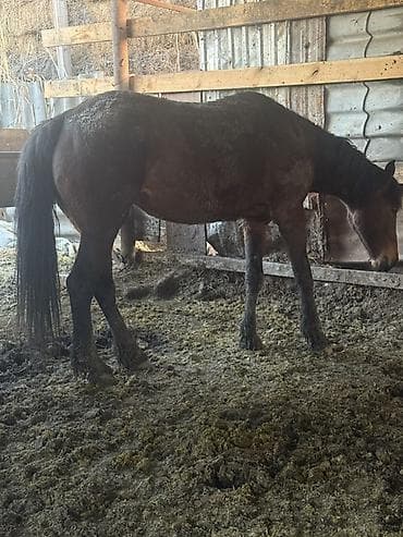 арабский скакун купить: Продаю | Кобыла (самка) | Рабочий — 4