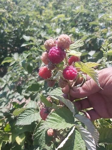 Продается участок 1 гектар!!! Из которого 60 сотых посажена малина 40