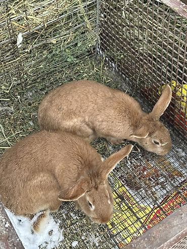 колифорнийский черв: Продаю | Крольчиха (самка), Кролик самец | Серый великан, Фландр, Калифорнийская | На забой, Для разведения | Племенные — 2