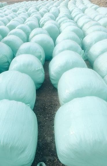 пиявка бишкек: Силос — 4