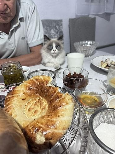 куплю собаку бишкек: Мышык сатам
Рэгдолл
8 ай
Бала
Г Талас — 1