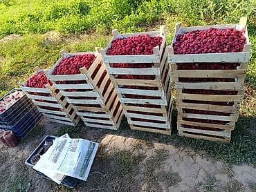 купить мешки для картофеля: Геракл месный — 5