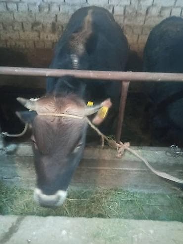 откорм: Продаю | Бык (самец) | На откорм | Привязанные — 5