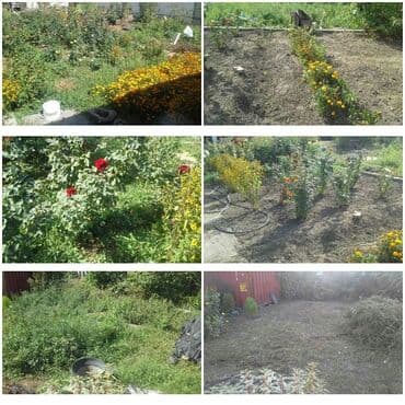 садовник требуется: Уборка территории, Уход за деревьями — 4