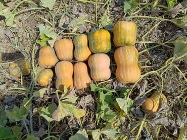 продам тыкву: Тыква Матильда оптом с поля.
Самовывоз. Телефон 0556 11 79 81 — 2