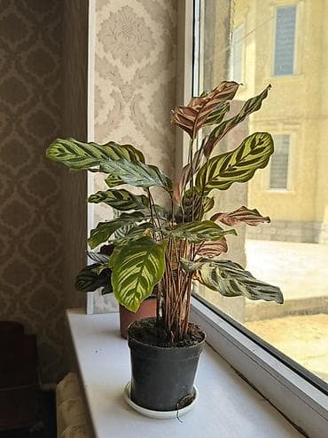 ниже: Калатея (Calathea makoyana/“Павлиний лист”) в горшке. - Пышный куст с — 4