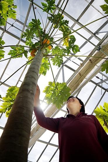 папайя: Саженцы папайи!!! 🌴🌴🌴 Дерево папайи может вырастать до 2,3 метра в — 1