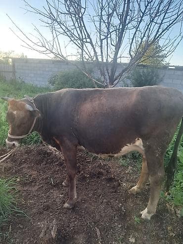 чистопородное разведение: Продаю | Тёлка — 3