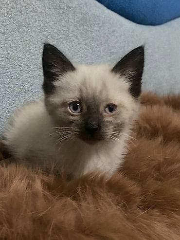 кошка сиамская: Тайская, 2 месяца, Мальчик — 1