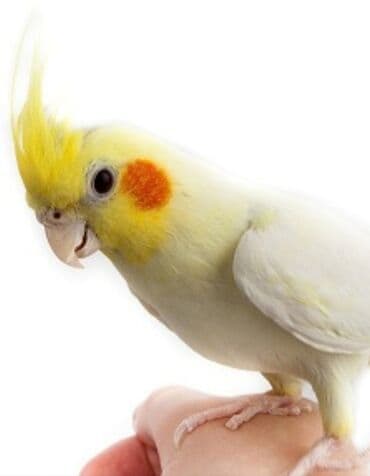 купить птенца волнистого попугая: Попугаи кареллы хорошо учатся говорить и приручаются к рукам. Есть — 4