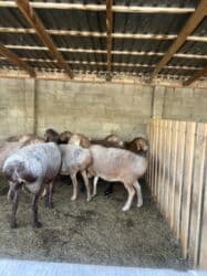 продаю связи с переездом: Продаю | Овца (самка) | Арашан | Для разведения | Матка — 4