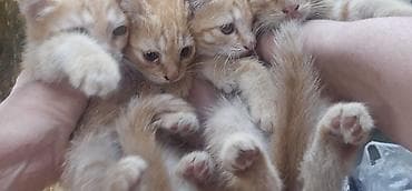 chow chow: Котята в добрые руки, 3 девочки и один мальчик. к лотку приучены жалко — 5
