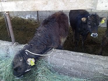 баш мака: Продаю | Тёлка | На откорм — 2