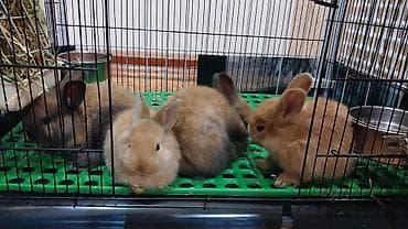 сетки для кур несушек: Продаю декоративных кроликов породы Львиная голова — 2