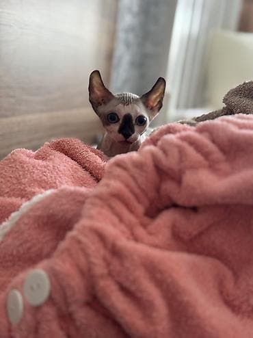 Услуги ветеринара: Сфинкс, 5 месяцев, Мальчик, Приучена к лотку, Проглистована — 7