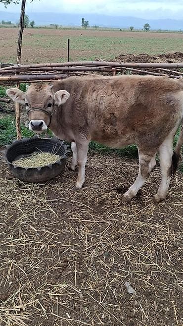 тяжеловес лошадь: Продаю | Музоо, торпок | На откорм | Привязанные — 4