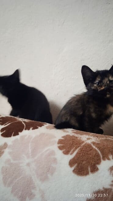 хочу купить кошку: Котята в добрые и ответственые руки. Кушают все и китекет тоже. Кашку — 9