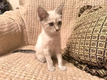 Животные: Кошка даром: Сиамская, 1 месяц, Девочка, Приучена к лотку, Проглистована — 3