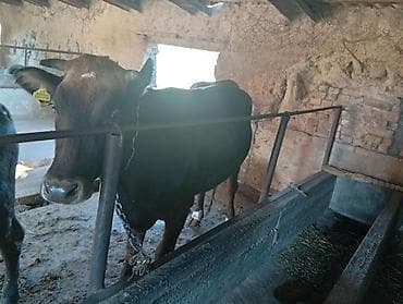 амур рыба: Продаю | Корова (самка) | Полукровка | Привязанные — 2